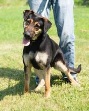 ESZTI, Hund, Mischlingshund in Ungarn - Bild 2