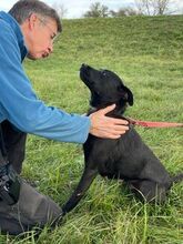 NOIR, Hund, Mischlingshund in Ungarn - Bild 4