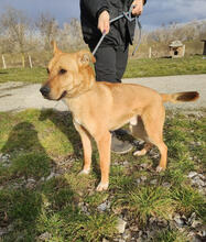 FREDI, Hund, Mischlingshund in Ungarn - Bild 1