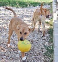 FREDI, Hund, Mischlingshund in Ungarn - Bild 3