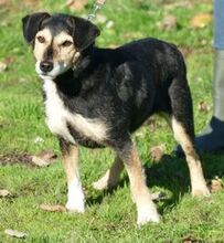 PICURKA, Hund, Mischlingshund in Jülich - Bild 1