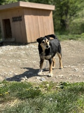 PICURKA, Hund, Mischlingshund in Jülich - Bild 5