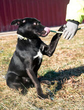 KOKSZI, Hund, Mischlingshund in Ungarn - Bild 2