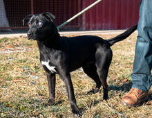 KOKSZI, Hund, Mischlingshund in Ungarn - Bild 3