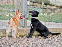 KOKSZI, Hund, Mischlingshund in Ungarn - Bild 4