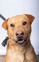ALF, Hund, Mischlingshund in Ungarn