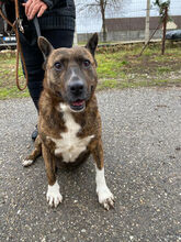 RUNA, Hund, Mischlingshund in Ungarn - Bild 3