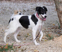 ZSEDA, Hund, Mischlingshund in Ungarn - Bild 1