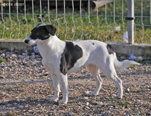 ZSEDA, Hund, Mischlingshund in Ungarn - Bild 3