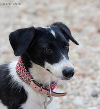 ZSEDA, Hund, Mischlingshund in Ungarn - Bild 4