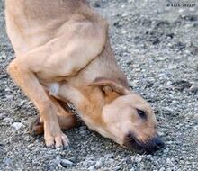 BERCI, Hund, Mischlingshund in Ungarn - Bild 2