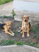 PLUSUMINUSZ, Hund, Mischlingshund in Ungarn - Bild 2