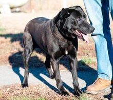 ROLLY, Hund, Mischlingshund in Ungarn - Bild 2