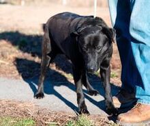 ROLLY, Hund, Mischlingshund in Ungarn - Bild 3