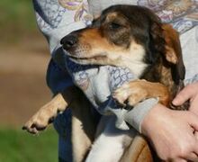 BOGYO, Hund, Mischlingshund in Ungarn - Bild 3