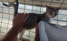 VANNA, Katze, Europäisch Kurzhaar in Italien - Bild 12