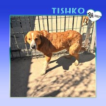 TASHKO, Hund, Mischlingshund in Bulgarien - Bild 1