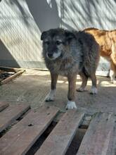 KASANDRA, Hund, Mischlingshund in Bulgarien - Bild 4