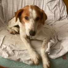 BRONCO, Hund, Mischlingshund in Grebenhain