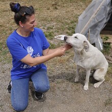 ARAMIS, Hund, Mischlingshund in Griechenland - Bild 2