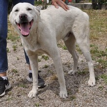 ARAMIS, Hund, Mischlingshund in Griechenland - Bild 3