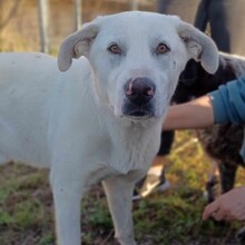 ARAMIS, Hund, Mischlingshund in Griechenland - Bild 4