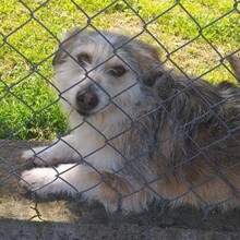 SHARI, Hund, Mischlingshund in Griechenland