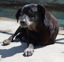 BOWIE, Hund, Mischlingshund in Zypern - Bild 11