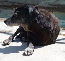 BOWIE, Hund, Mischlingshund in Zypern - Bild 12