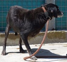 BOWIE, Hund, Mischlingshund in Zypern - Bild 2