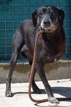 BOWIE, Hund, Mischlingshund in Zypern - Bild 3