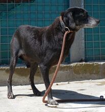 BOWIE, Hund, Mischlingshund in Zypern - Bild 4