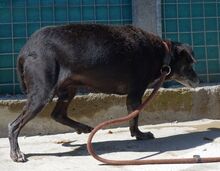 BOWIE, Hund, Mischlingshund in Zypern - Bild 5