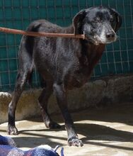 BOWIE, Hund, Mischlingshund in Zypern - Bild 6