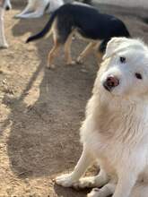 FRIDOLIN, Hund, Mischlingshund in Rumänien - Bild 3