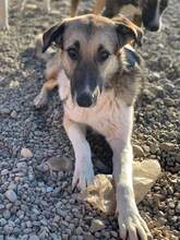 ALYSON, Hund, Mischlingshund in Celle - Bild 2