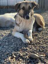 ALYSON, Hund, Mischlingshund in Celle - Bild 3