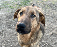 LEGEND, Hund, Mischlingshund in Griechenland