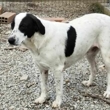 VASOULA, Hund, Mischlingshund in Griechenland - Bild 2