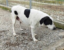 VASOULA, Hund, Mischlingshund in Griechenland - Bild 3