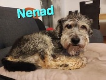 NENAD, Hund, Mischlingshund in Kroatien