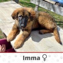 IMMA, Hund, Mischlingshund in Bosnien und Herzegowina