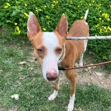 ALBA, Hund, Podenco Andaluz in Spanien - Bild 1