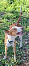 ALBA, Hund, Podenco Andaluz in Spanien - Bild 2