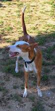 ALBA, Hund, Podenco Andaluz in Spanien - Bild 3