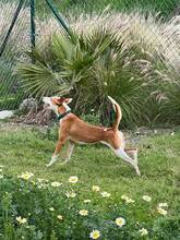 ALBA, Hund, Podenco Andaluz in Spanien - Bild 4