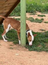 ALBA, Hund, Podenco Andaluz in Spanien - Bild 5