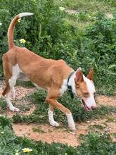 ALBA, Hund, Podenco Andaluz in Spanien - Bild 6