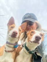 ALBA, Hund, Podenco Andaluz in Spanien - Bild 8