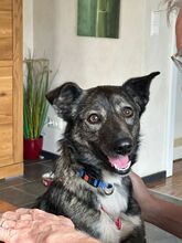 SURA, Hund, Mischlingshund in Idstein